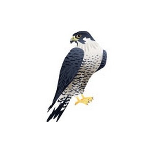 Peregrine Falcon